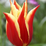 Tulipán